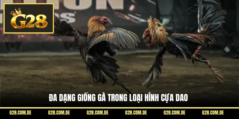Đa dạng giống gà trong loại hình cựa dao