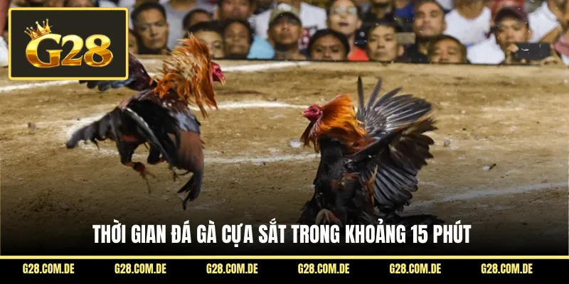 Thời gian đá gà cựa sắt trong khoảng 15 phút